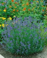 Lavandula angustifolia Munstead 9 cm Topf - Größe nach Saison