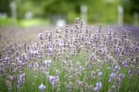 Lavandula angustifolia Munstead 9 cm Topf - Größe nach Saison