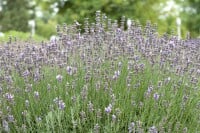 Lavandula angustifolia Munstead 9 cm Topf - Größe nach Saison