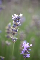 Lavandula angustifolia Munstead 9 cm Topf - Größe nach Saison