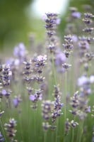 Lavandula angustifolia Munstead 9 cm Topf - Größe nach Saison