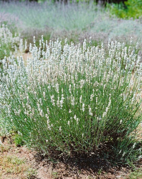 Lavandula angustifolia Nana Alba 9 cm Topf - Größe nach Saison