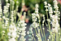 Lavandula angustifolia Nana Alba 9 cm Topf - Größe nach Saison