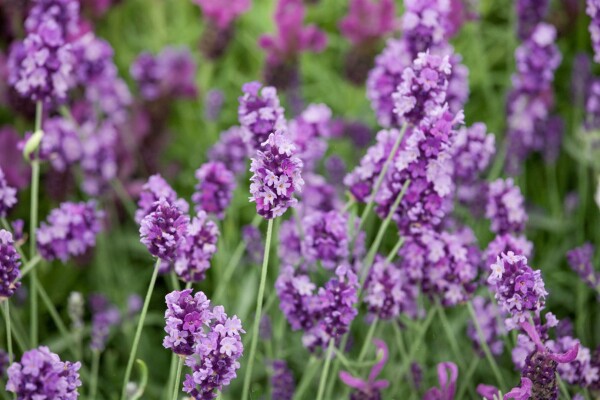 Lavandula angustifolia Peter Pan 9 cm Topf - Größe nach Saison