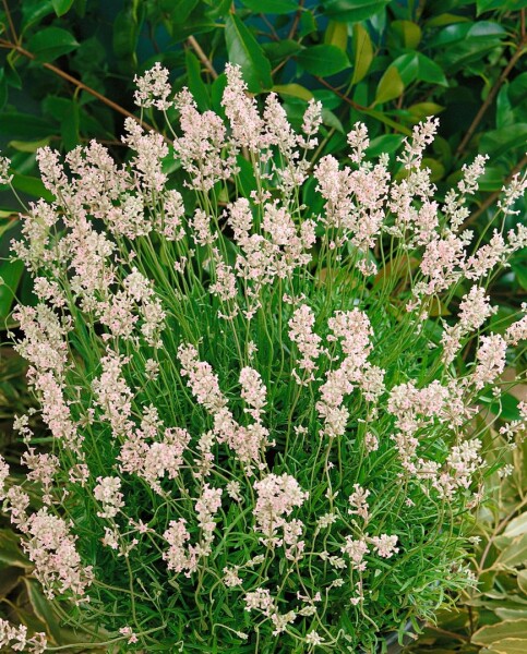 Lavandula angustifolia Rosea 9 cm Topf - Größe nach Saison