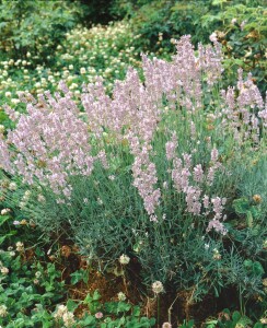 Lavandula angustifolia Rosea 9 cm Topf - Größe nach Saison