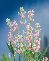 Lavandula angustifolia Rosea 9 cm Topf - Größe nach Saison