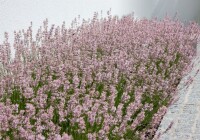 Lavandula angustifolia Rosea 9 cm Topf - Größe nach Saison