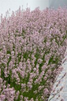 Lavandula angustifolia Rosea 9 cm Topf - Größe nach Saison