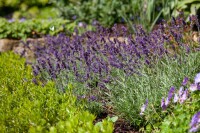 Lavandula angustifolia Siesta 9 cm Topf - Größe nach Saison