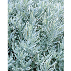 Lavandula angustifolia Silver Mist 9 cm Topf -...