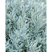 Lavandula angustifolia Silver Mist 9 cm Topf -...