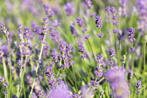 Lavandula x intermedia Grosso 9 cm Topf - Größe nach Saison