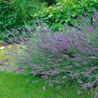 Lavandula x intermedia Grosso 9 cm Topf - Größe nach Saison