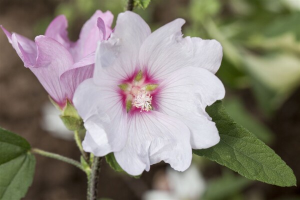 Lavatera x olbia Baby Barnsley 11 cm Topf - Größe nach Saison