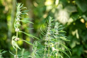 Leonurus cardiaca 9 cm Topf - Größe nach Saison