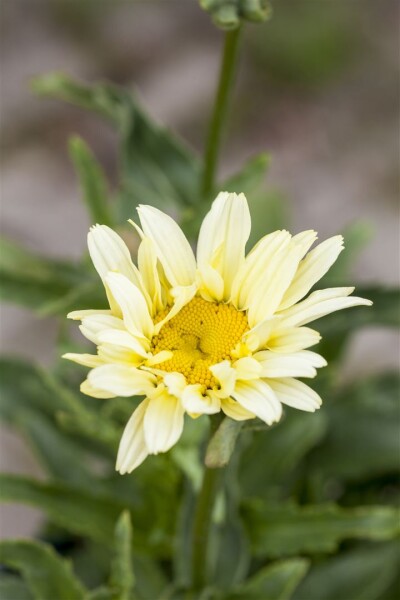 Leucanthemum x superb.Banana Cream 9 cm Topf - Größe nach Saison