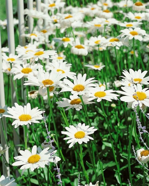 Leucanthemum x superb.Becky 9 cm Topf - Größe nach Saison