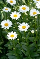 Leucanthemum x superb.Becky 9 cm Topf - Größe nach Saison