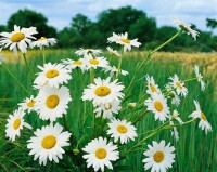 Leucanthemum x superb.Becky 9 cm Topf - Größe nach Saison