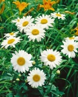 Leucanthemum x superb.Becky 9 cm Topf - Größe nach Saison