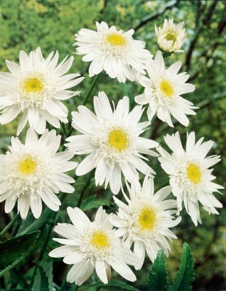 Leucanthemum x superb.Christine Hagemann 9 cm Topf - Größe nach Saison