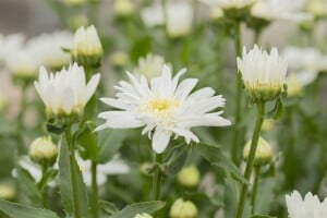 Leucanthemum x superb.Christine Hagemann 9 cm Topf - Größe nach Saison