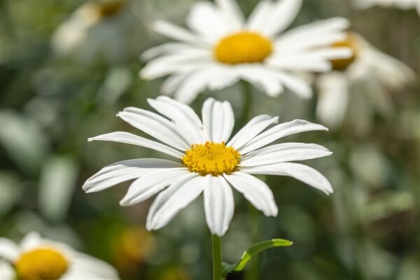 Leucanthemum x superb.Gruppenstolz 9 cm Topf - Größe nach Saison