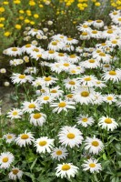 Leucanthemum x superb.Gruppenstolz 9 cm Topf - Größe nach Saison