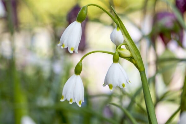 Leucojum aestivum 11 cm Topf - Größe nach Saison