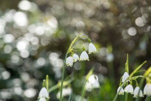 Leucojum aestivum 11 cm Topf - Größe nach Saison