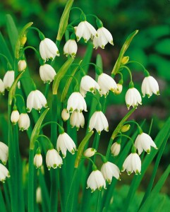 Leucojum aestivum 11 cm Topf - Größe nach Saison