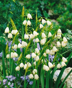 Leucojum aestivum 11 cm Topf - Größe nach Saison