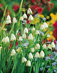 Leucojum aestivum 11 cm Topf - Größe nach Saison