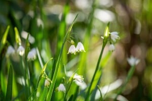 Leucojum aestivum 11 cm Topf - Größe nach Saison