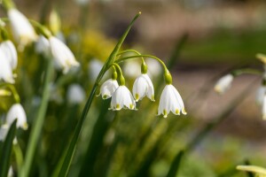 Leucojum aestivum 11 cm Topf - Größe nach Saison