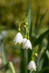 Leucojum aestivum 11 cm Topf - Größe nach Saison