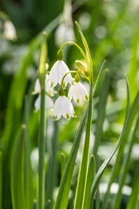 Leucojum aestivum 11 cm Topf - Größe nach Saison