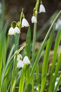 Leucojum aestivum 11 cm Topf - Größe nach Saison