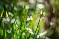 Leucojum aestivum 11 cm Topf - Größe nach Saison