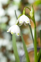 Leucojum aestivum 11 cm Topf - Größe nach Saison