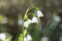 Leucojum aestivum 11 cm Topf - Größe nach Saison