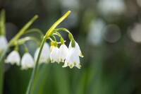 Leucojum aestivum 11 cm Topf - Größe nach Saison