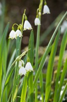 Leucojum aestivum 11 cm Topf - Größe nach Saison