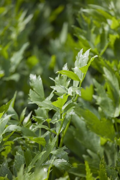 Levisticum officinale 9 cm Topf - Größe nach Saison