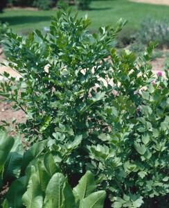 Levisticum officinale 9 cm Topf - Größe nach Saison