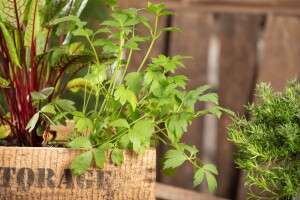 Levisticum officinale 9 cm Topf - Größe nach Saison