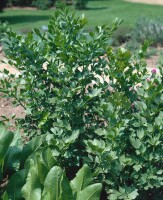 Levisticum officinale 9 cm Topf - Größe nach Saison