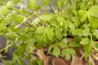 Levisticum officinale 9 cm Topf - Größe nach Saison