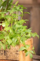 Levisticum officinale 9 cm Topf - Größe nach Saison